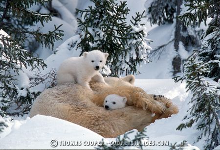 Polar Bears - 2001