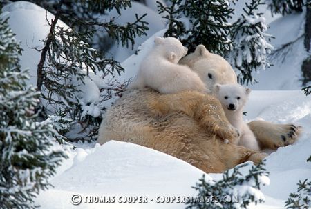 Polar Bears - 2001