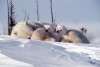 Polar Bears - 2002