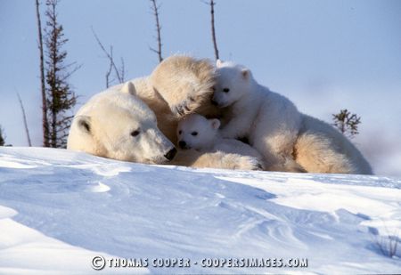 Polar Bears - 2002