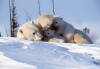 Polar Bears - 2002