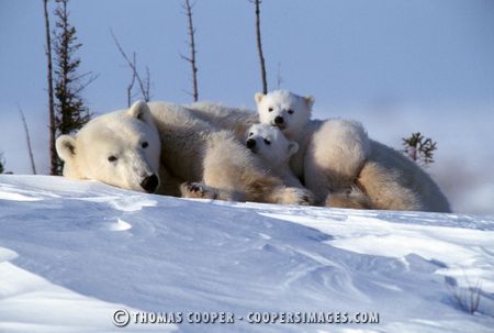 Polar Bears - 2002