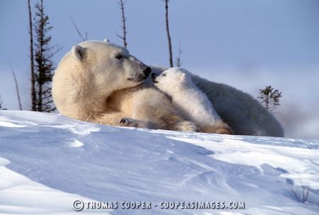 Polar Bears - 2002