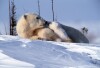 Polar Bears - 2002