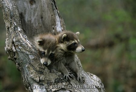 Raccoons (captive)