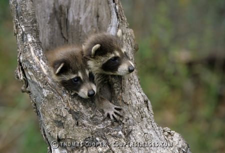 Raccoons (captive)