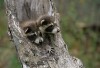 Raccoons (captive)