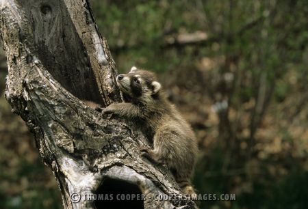 Raccoon (captive)