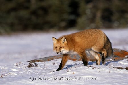 Red Fox