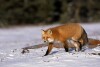 Red Fox