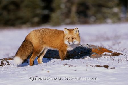 Red Fox