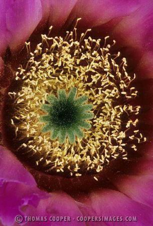 Lace cactus bloom - Texas